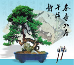 盆景5