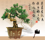 盆景7