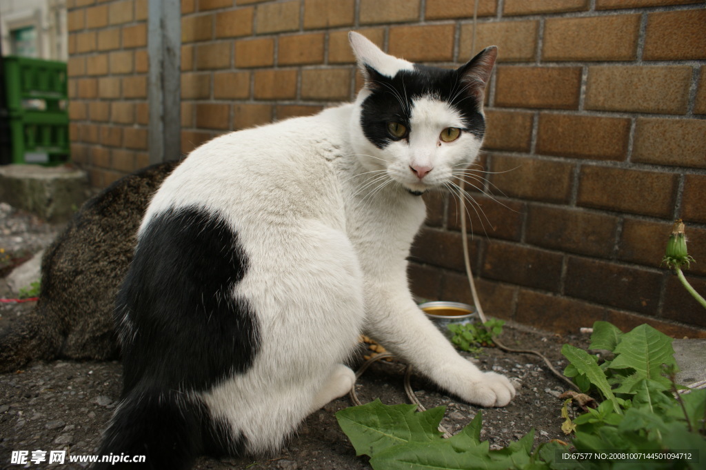 黑白色的猫