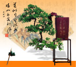 盆景8