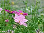 野菊花