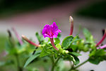 一花独放