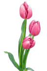 展板用插花
