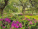 花园美景