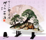 盆景15