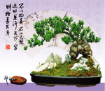 盆景25