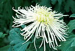 重阳菊花