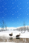 雪景  雪地里的野鸭