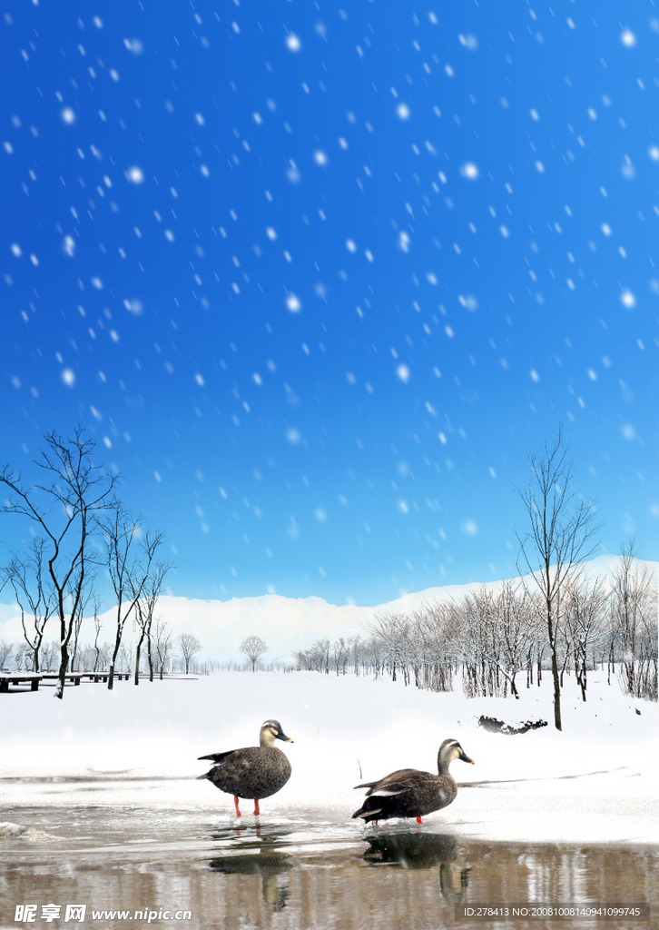 雪景  雪地里的野鸭