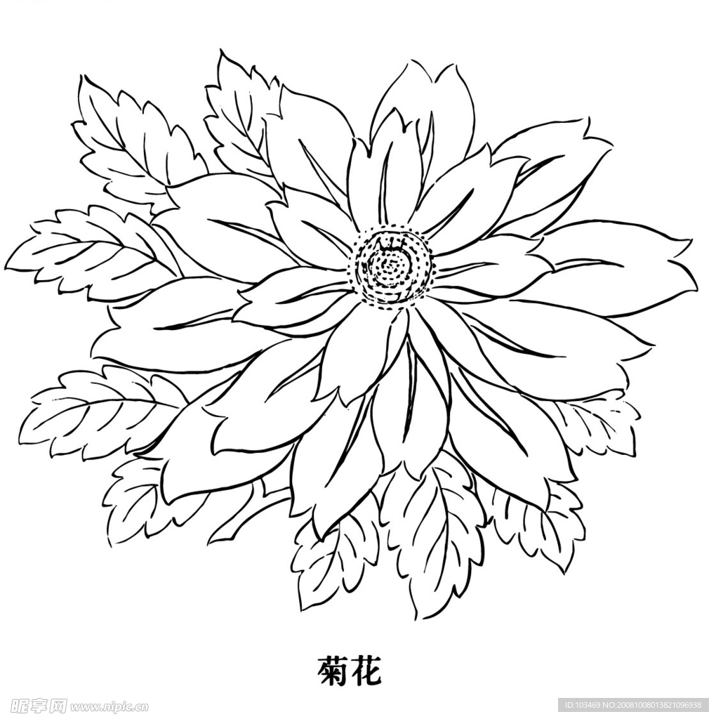 菊花