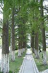 树林大道