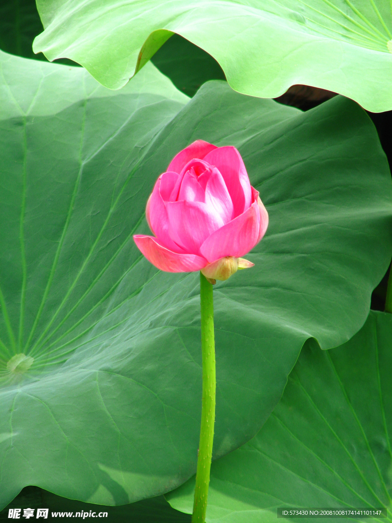 荷花