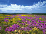 山花烂漫