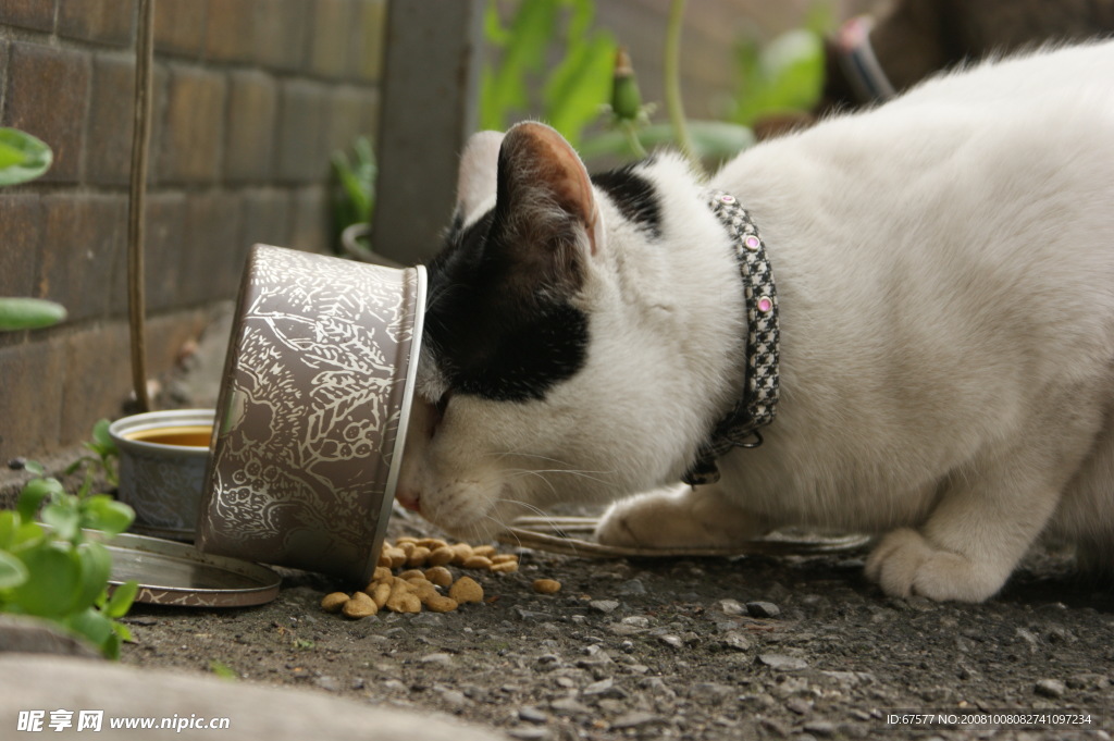 吃饭的猫