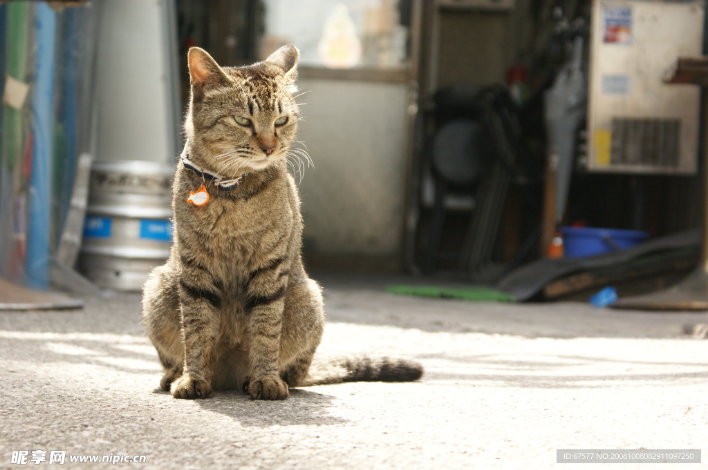虎皮猫