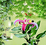 百合花