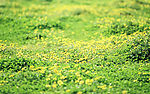 遍地小野菊花