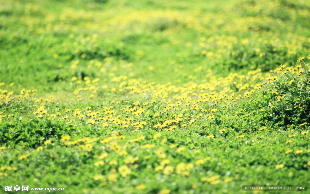 遍地小野菊花