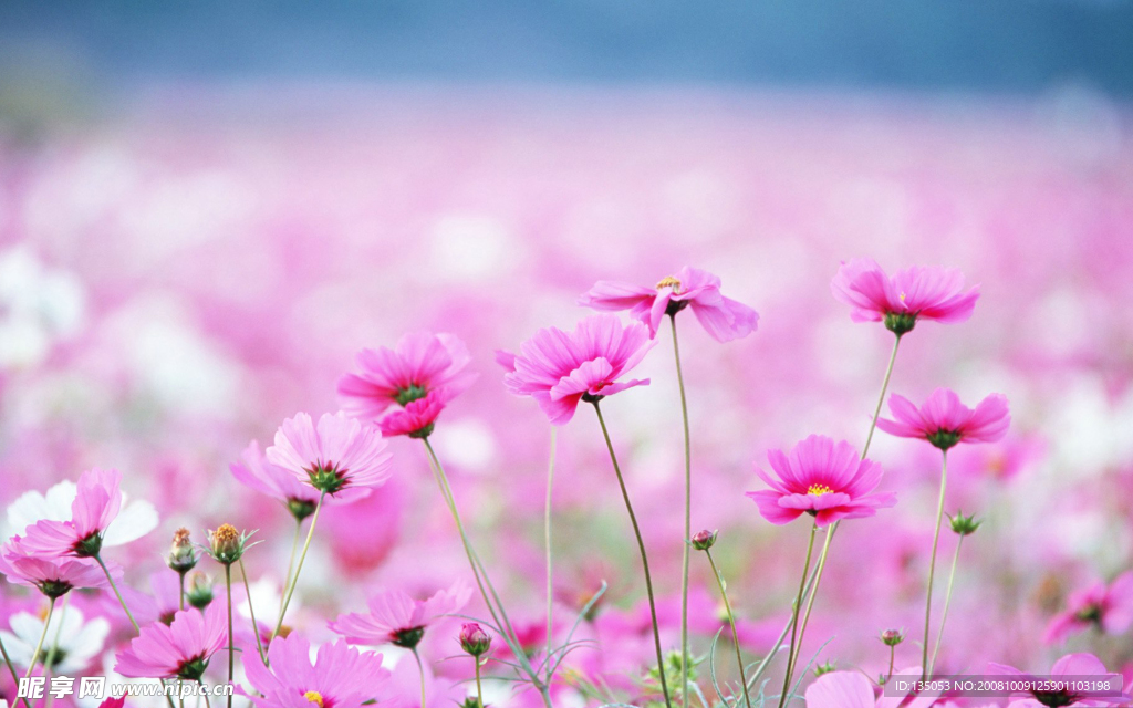 大波斯菊