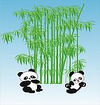 竹子富贵竹