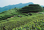 茶山风景