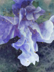 花卉