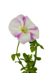 牵牛花