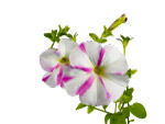 牵牛花