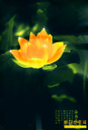 金莲花