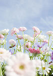 清新野生花卉植物写真