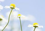 清新野生花卉植物写真