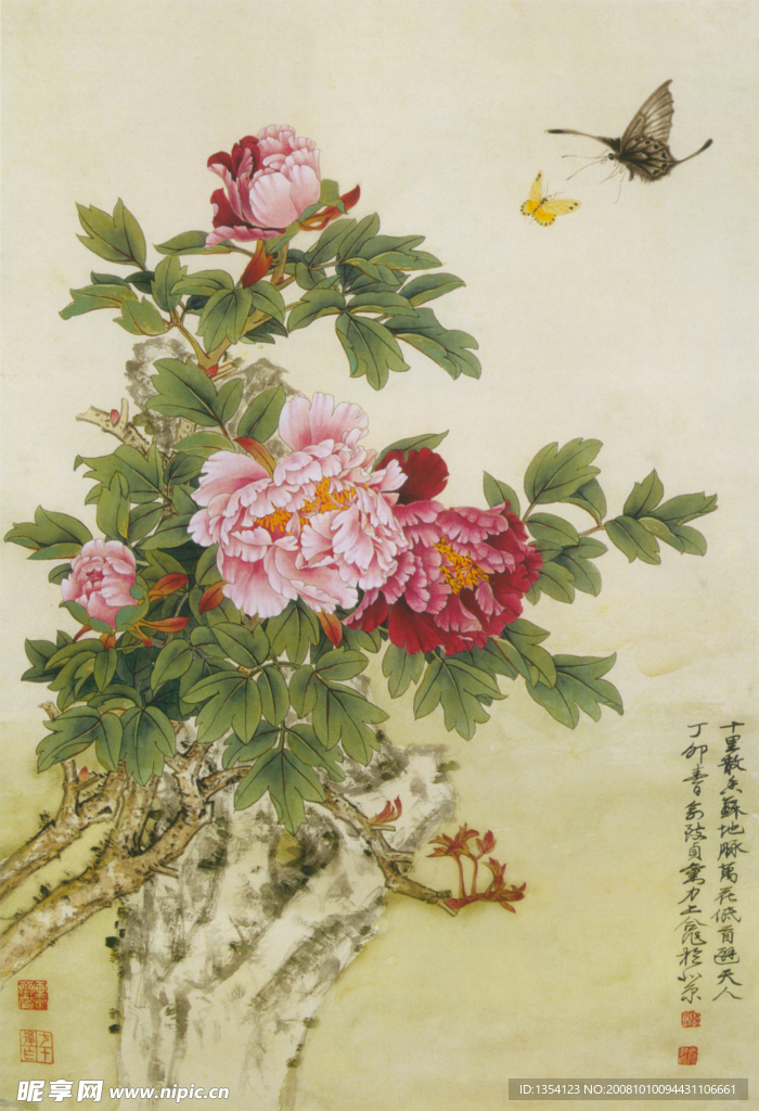 牡丹花