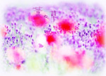 薰衣草