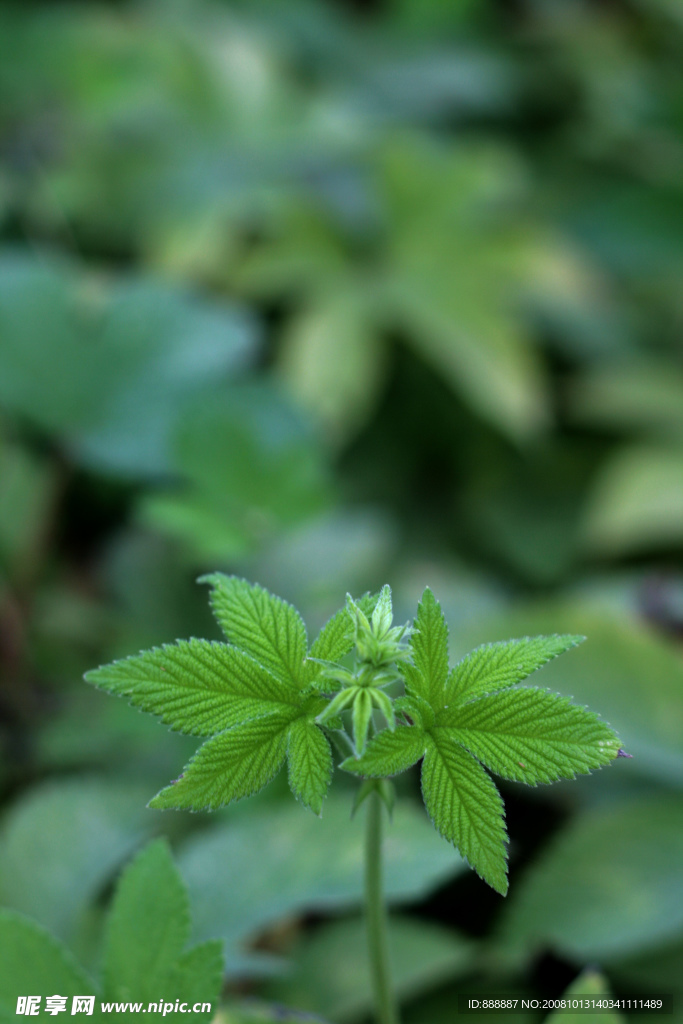 绿色植物