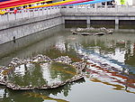 放生池