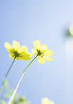清新野生花卉植物写真