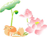 荷 花