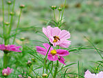 花草