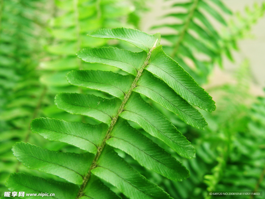 绿色蕨类植物