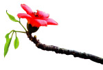 木棉花