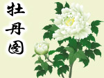 牡丹