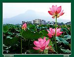 莲塘村