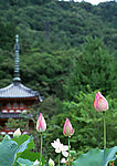 远山近荷