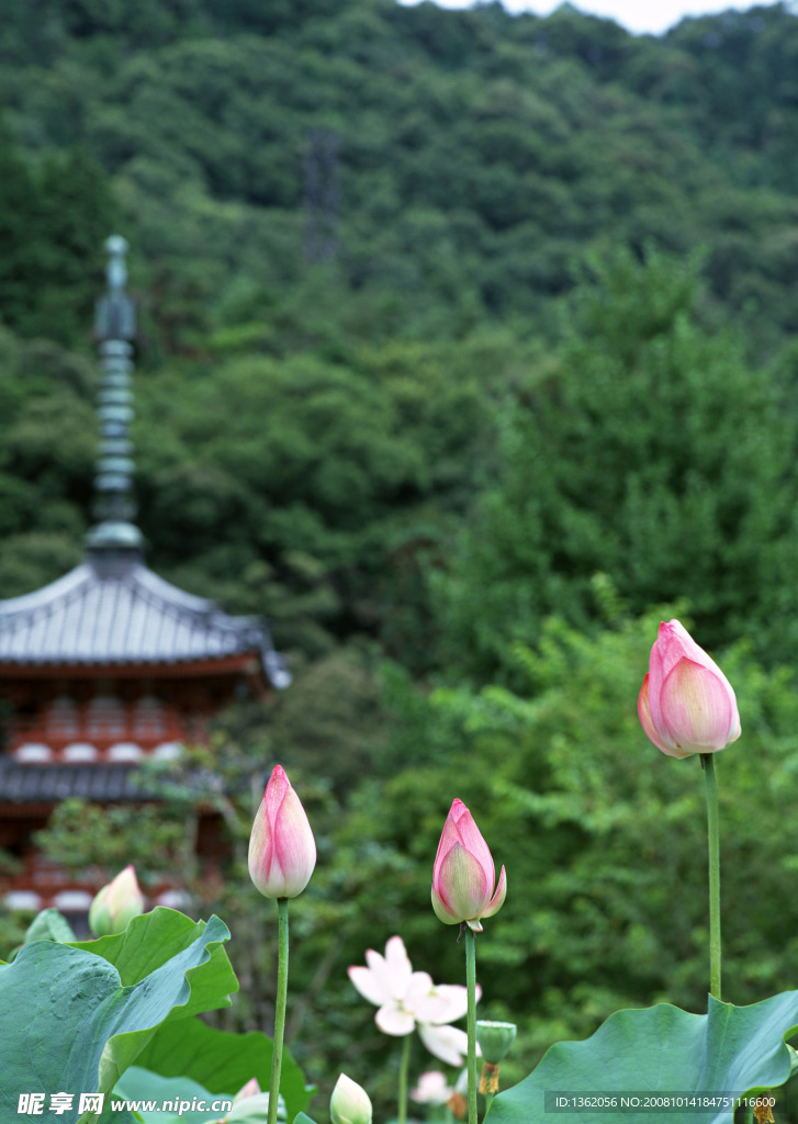 远山近荷