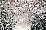 烟台雪景