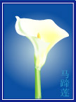 马蹄莲