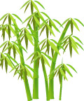 竹子