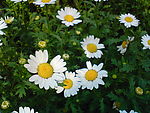 野菊花