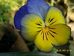 蝴蝶花