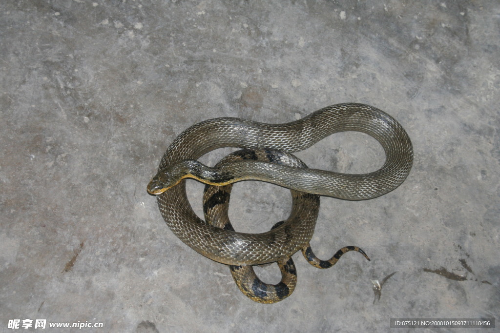 虎尾蛇